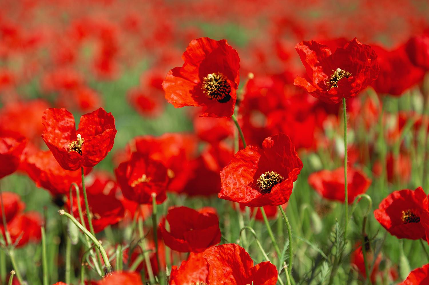 кыргызстан, Элина Магалимова