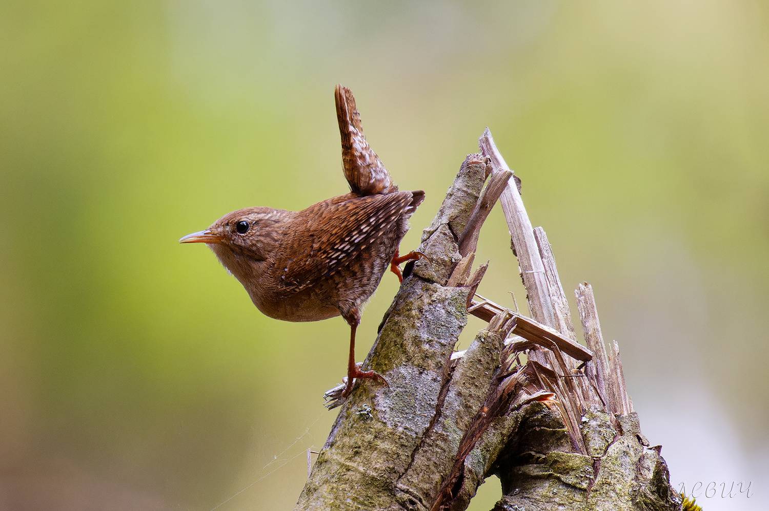 , Ковалевич А.