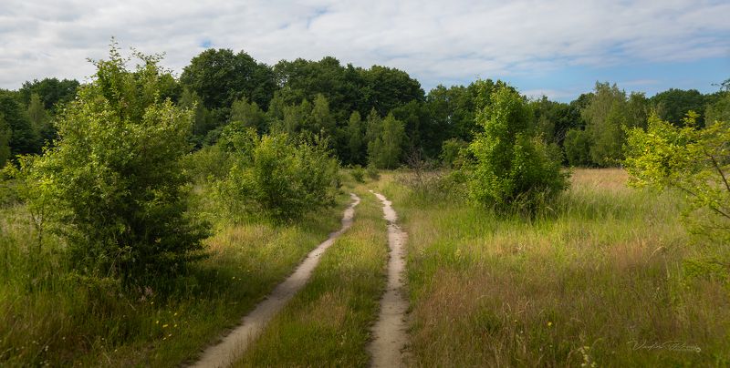 поле, лес, пейзаж, фотография, Калининградская область, небо, природа, деревья, Свирин Вадим, 2024, field, forest, landscape, photography, Kaliningrad region, sky, nature, trees, Vadim Svirin Дорога в лес. фото превью