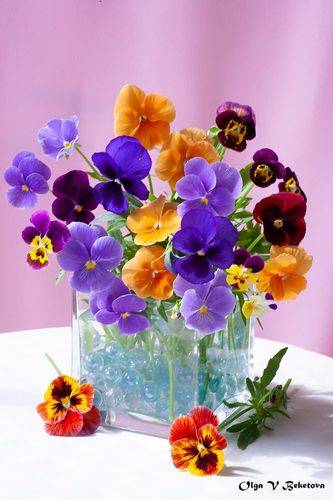 Анютины глазки