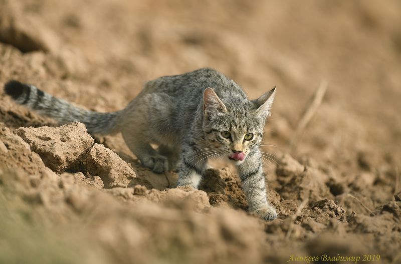 Степной котик фото превью