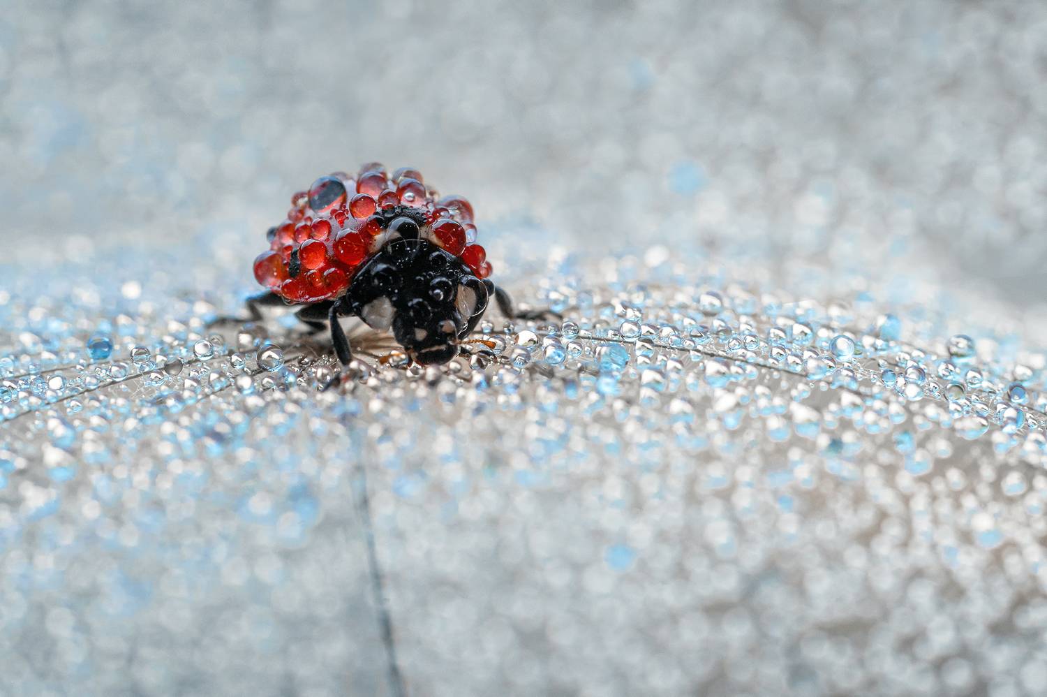 ceclii, macro, Цветан Ганев