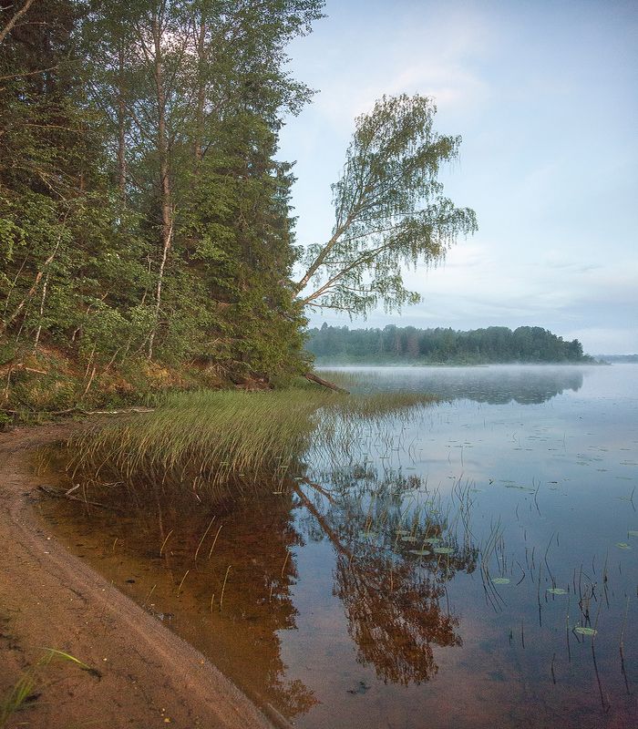 Берег лесного озера фото превью