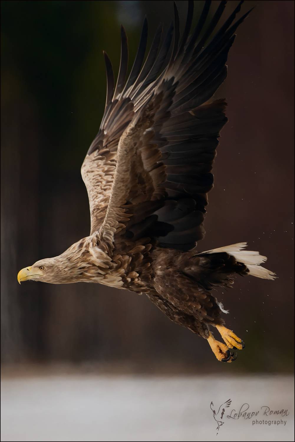 , Лобанов Роман