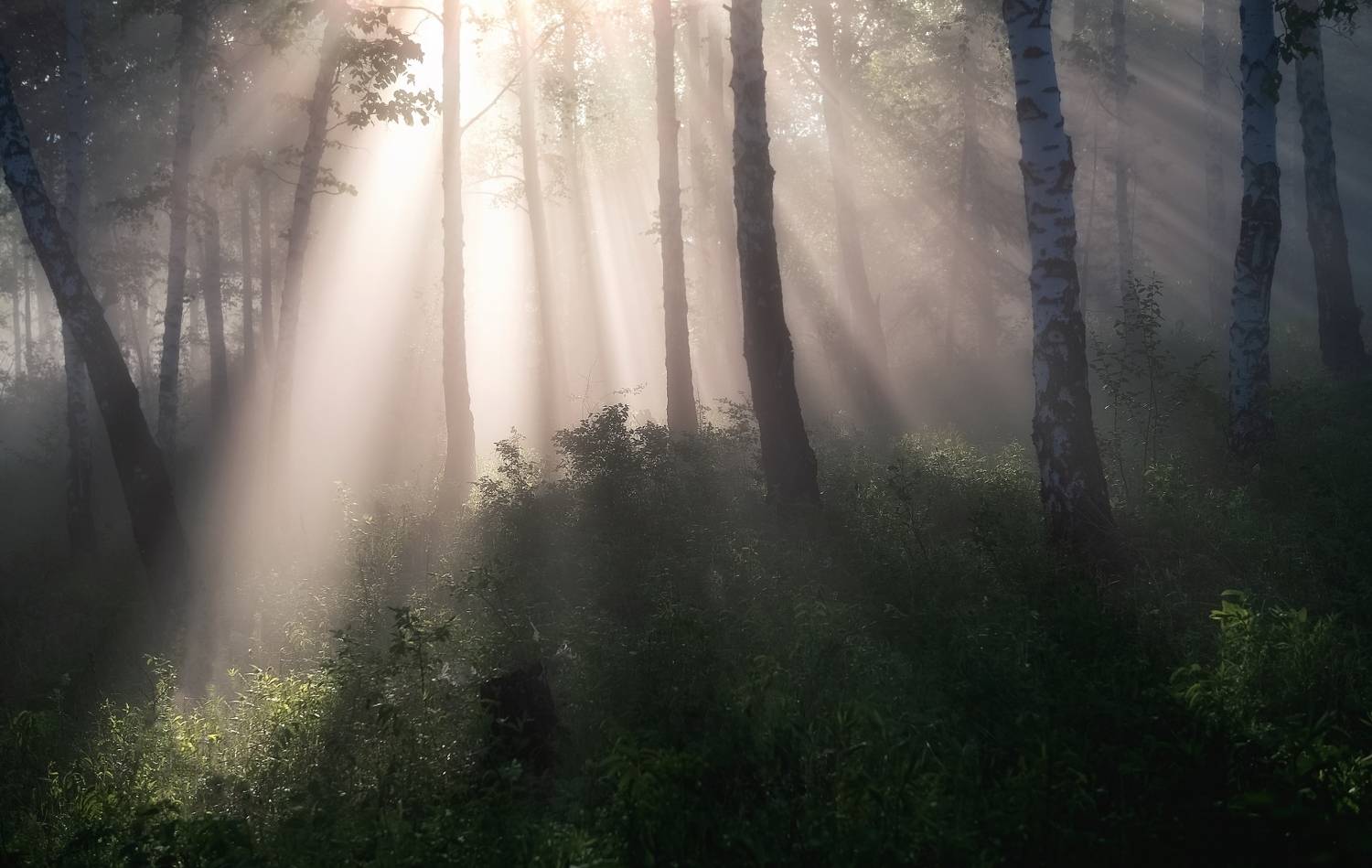 Туман, торгашинский хребет,утро, лучи солнца, Фомина Марина