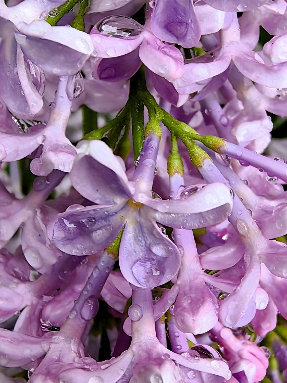 природа,дождь,капли,цветы,сирень, Козлова Галина