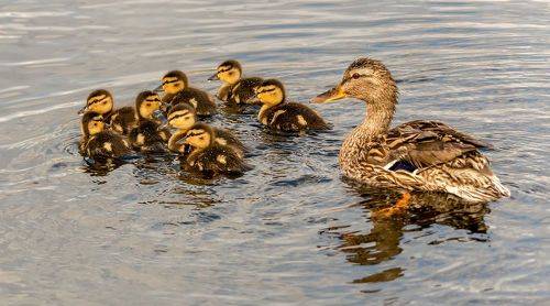 Счастливая утка с малышами.