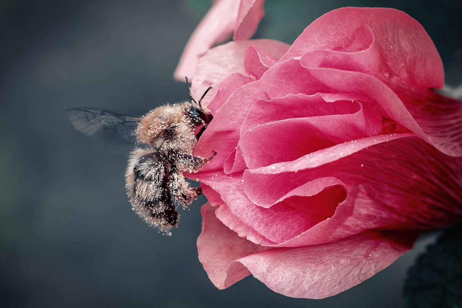 , Рагинская Ольга