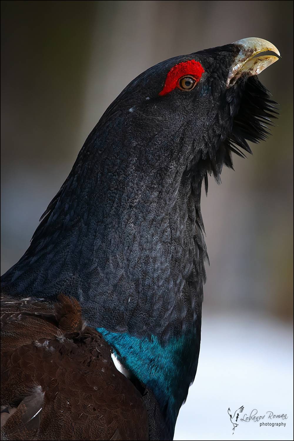 , Лобанов Роман