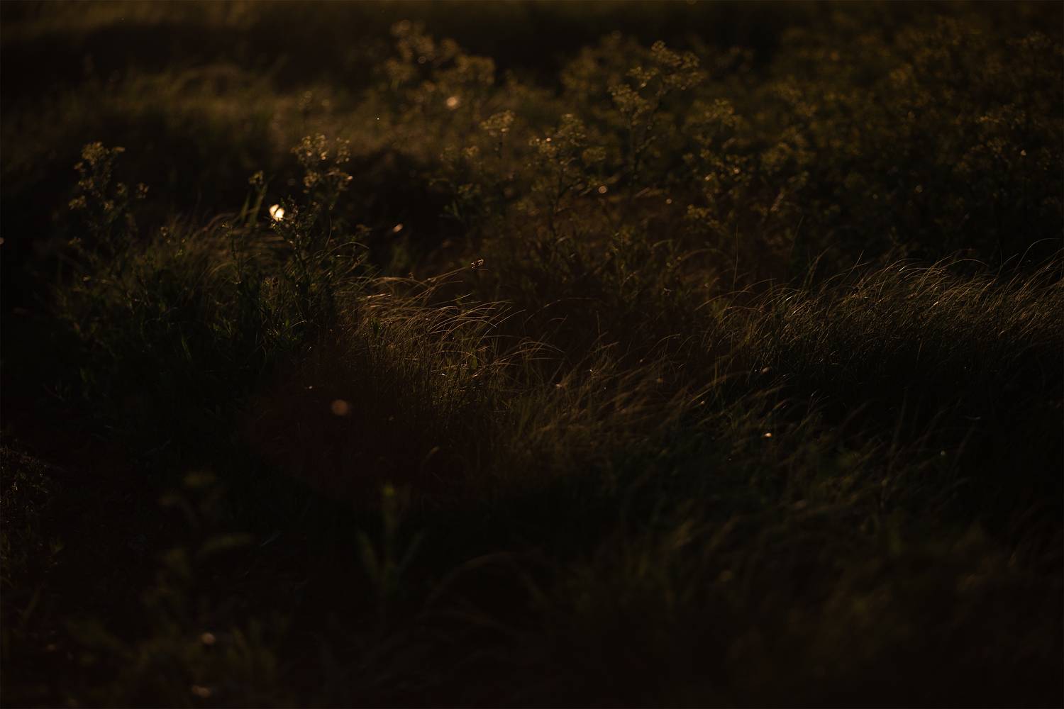 , Чудинин Дмитрий