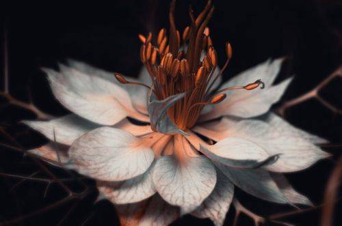 Волшебный цветок.