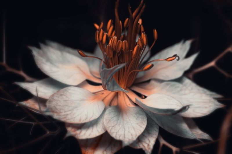 Волшебный цветок. фото превью