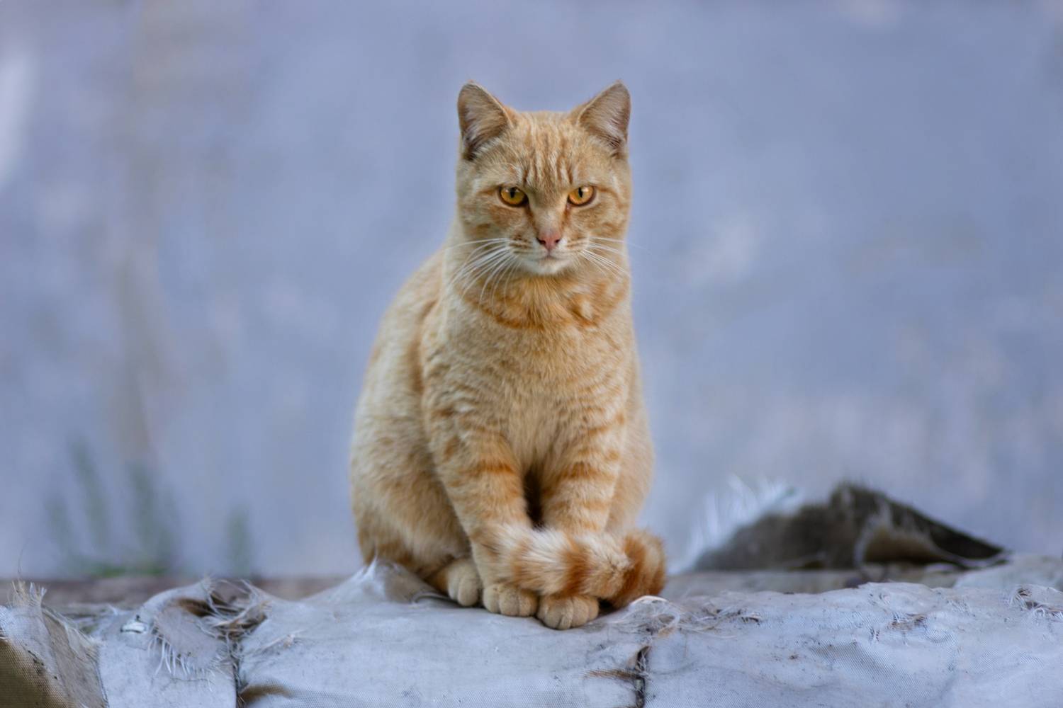 дворовый кот, Александр Канцур