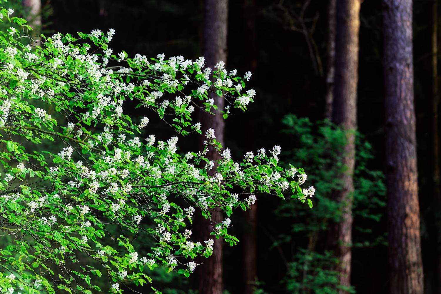 , Загруев Михаил