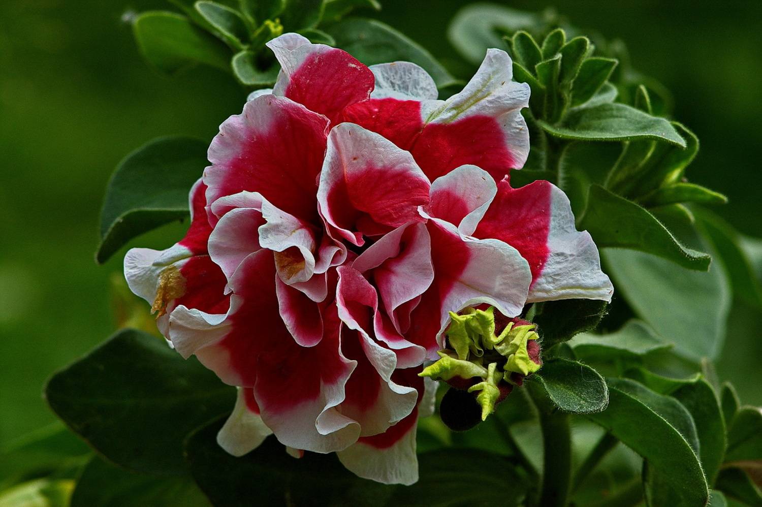 , Николаев Владимир