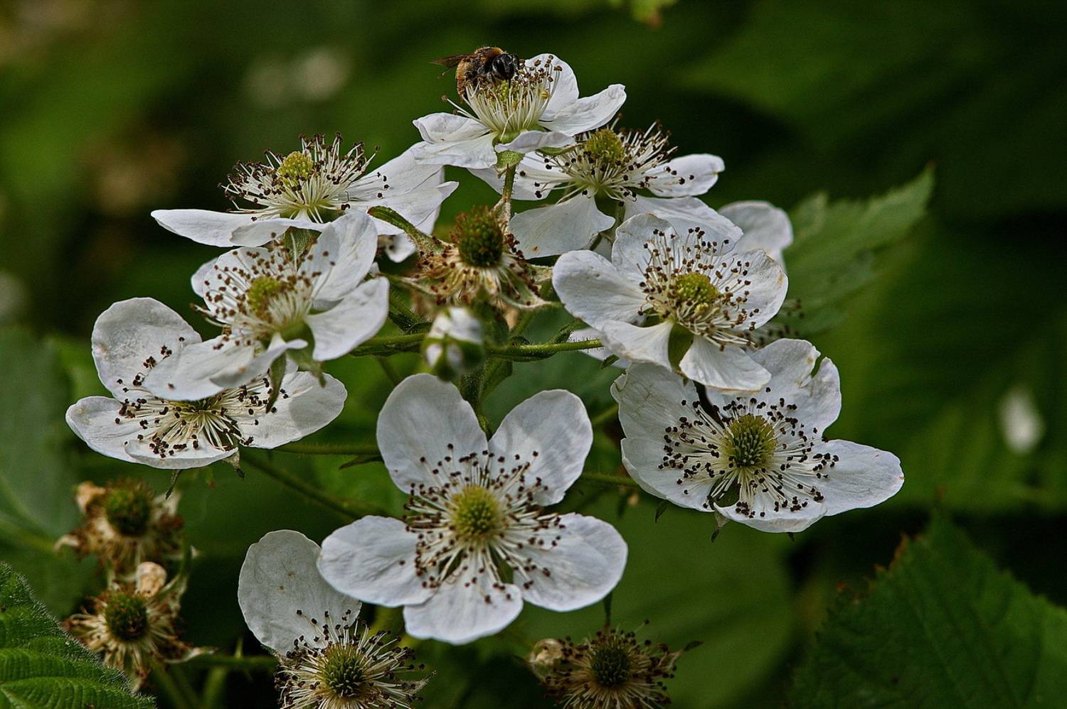 , Николаев Владимир