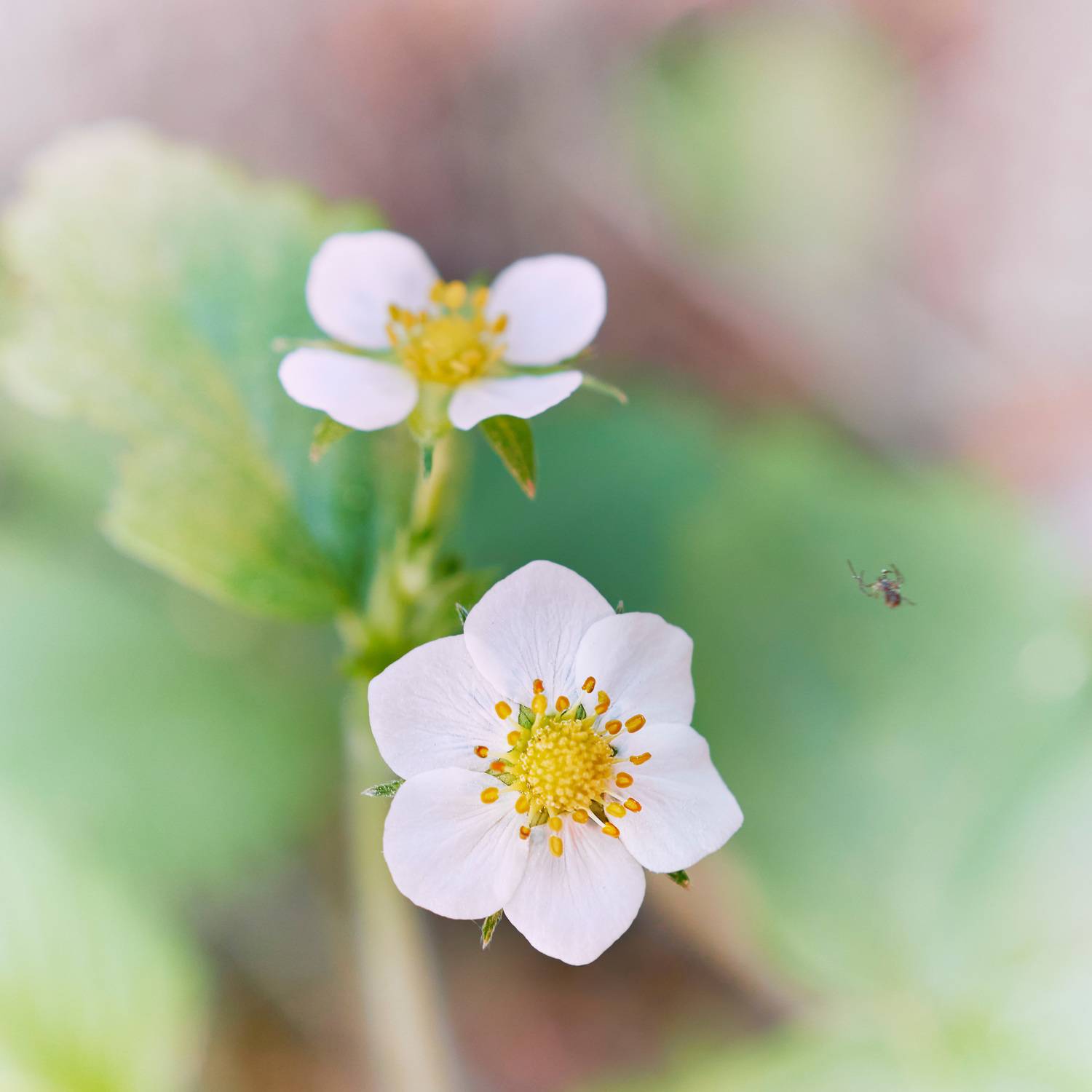 цветы, Валерий Вождаев