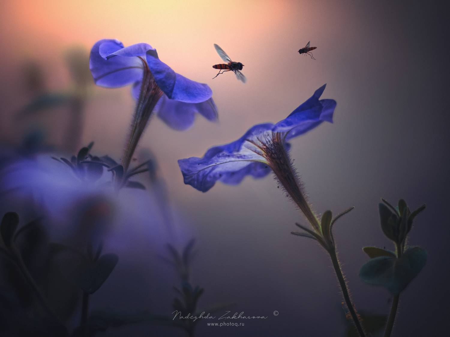 , Захарова Надежда