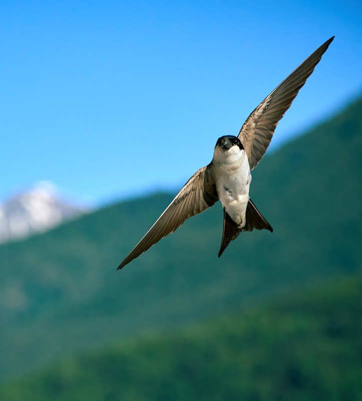 Городская ласточка Выше гор фото превью