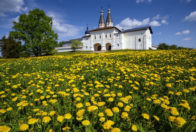 ферапонтово, весна, май, одуванчики Радость весны фото превью