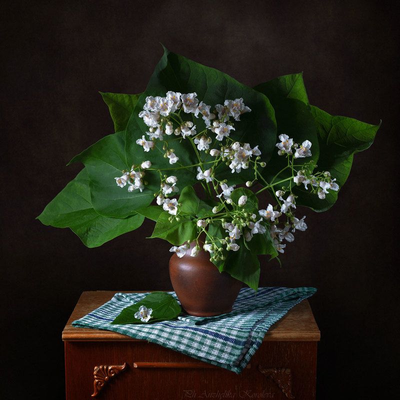 катальпа,, фото превью