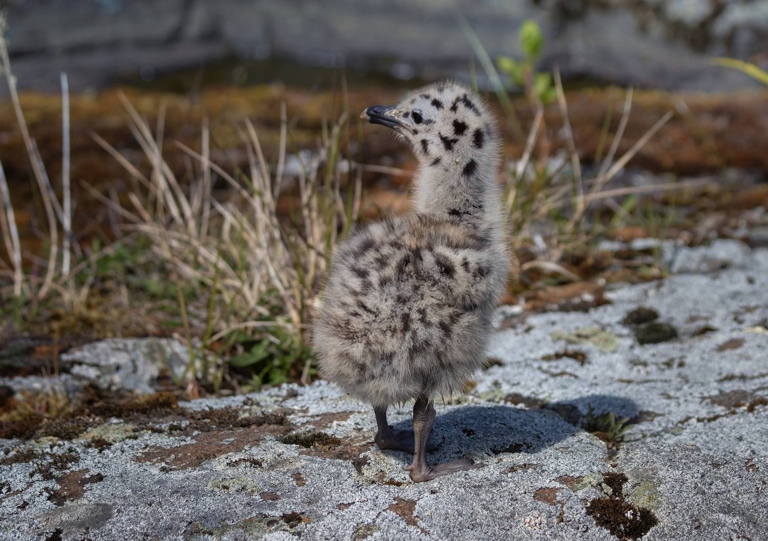 чайка птенец птица потомство природа весна, Светлана Холодняк