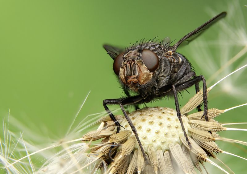 Fly on a dandelion фото превью