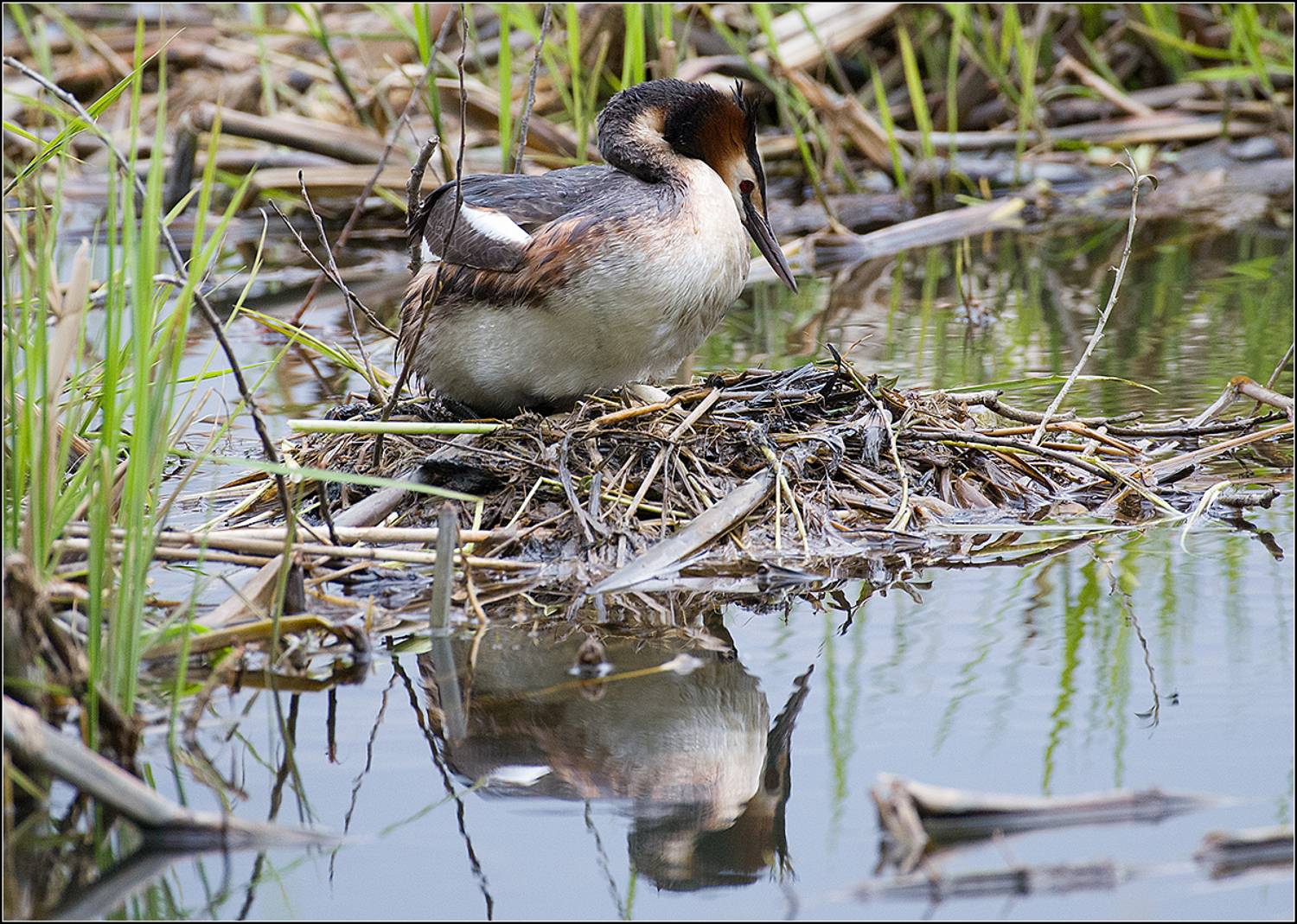 москва, май, парк, птица, АНАТОЛИЙ ДОВЫДЕНКО