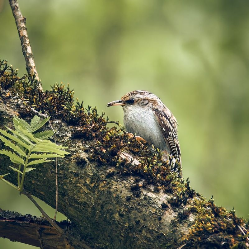 Пищуха птица Пищуха фото превью