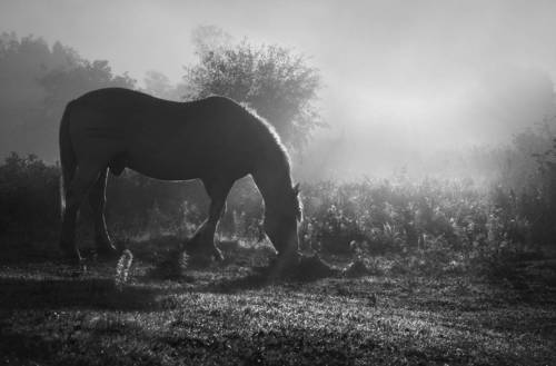 В утренних лучах