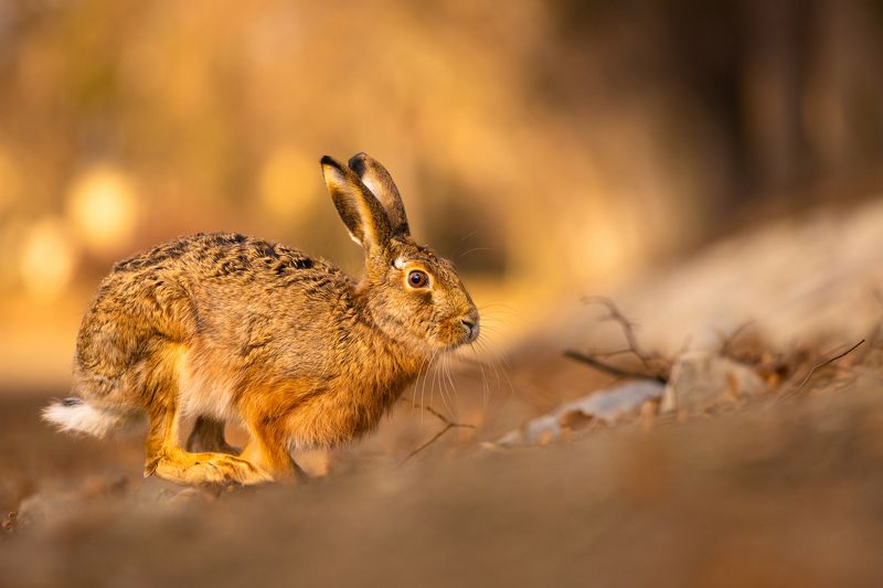Hare фото превью