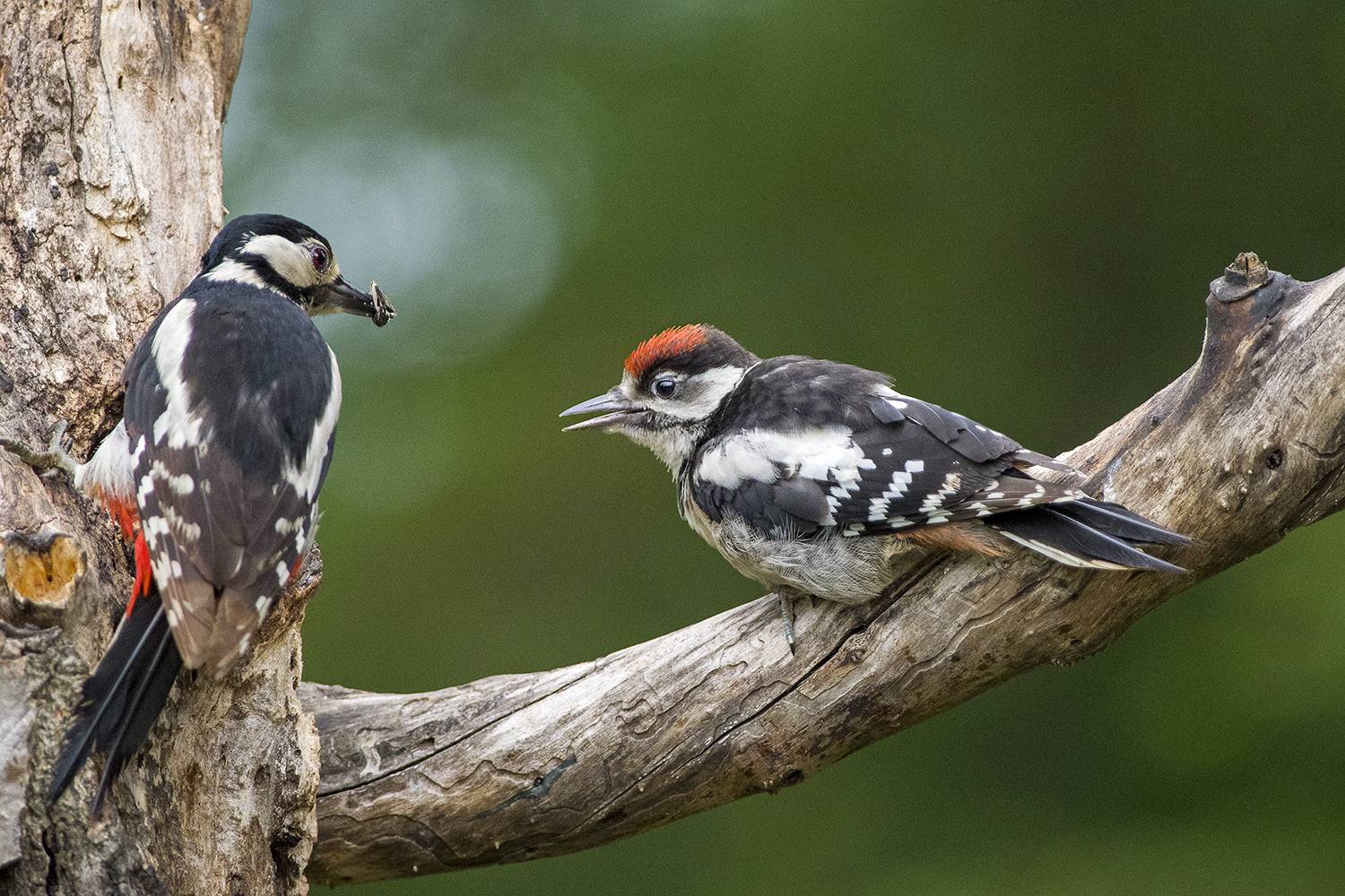 , Евгени Стефанов