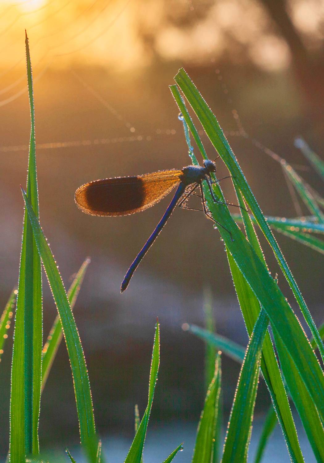 стрекоза, утро, Свистков Александр