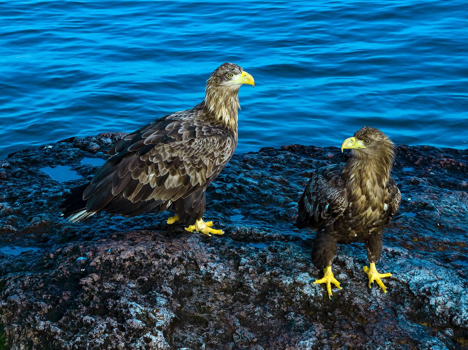 , Абросимов Александр