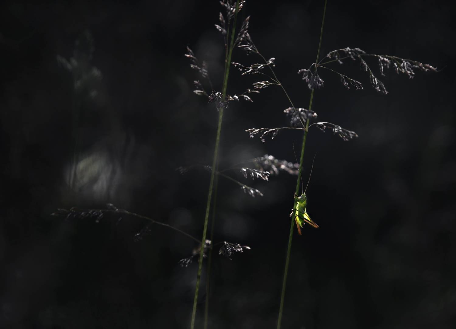 лес, свет, утро, природа, Баранов Олег