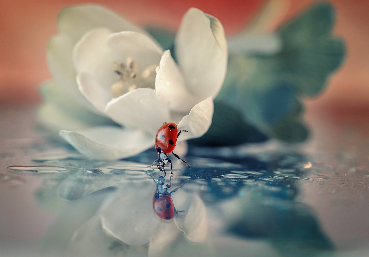 , Рагинская Ольга