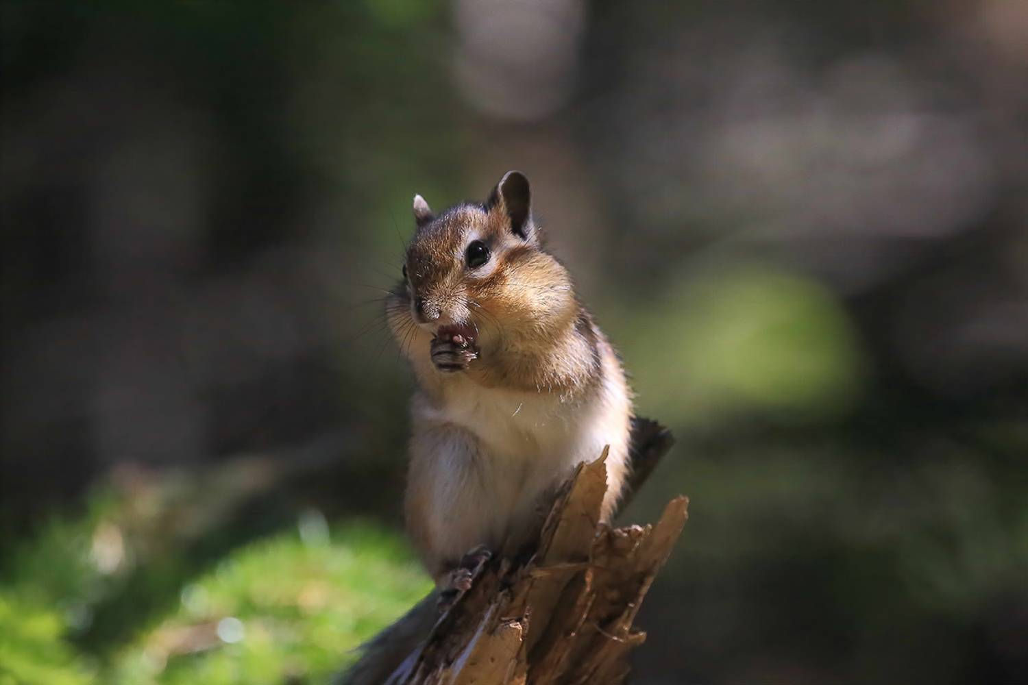 бурундук, Валерий Платонов