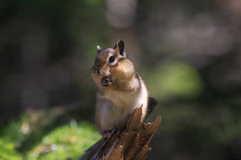 бурундук Таёжный фото превью