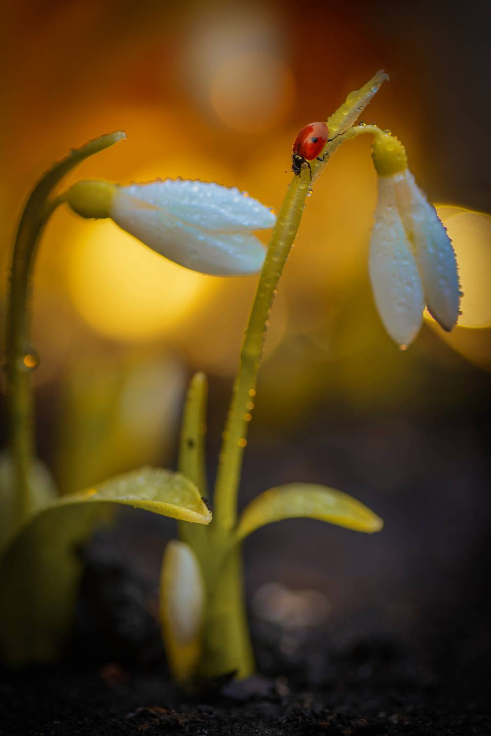 , Лапшина Владлена