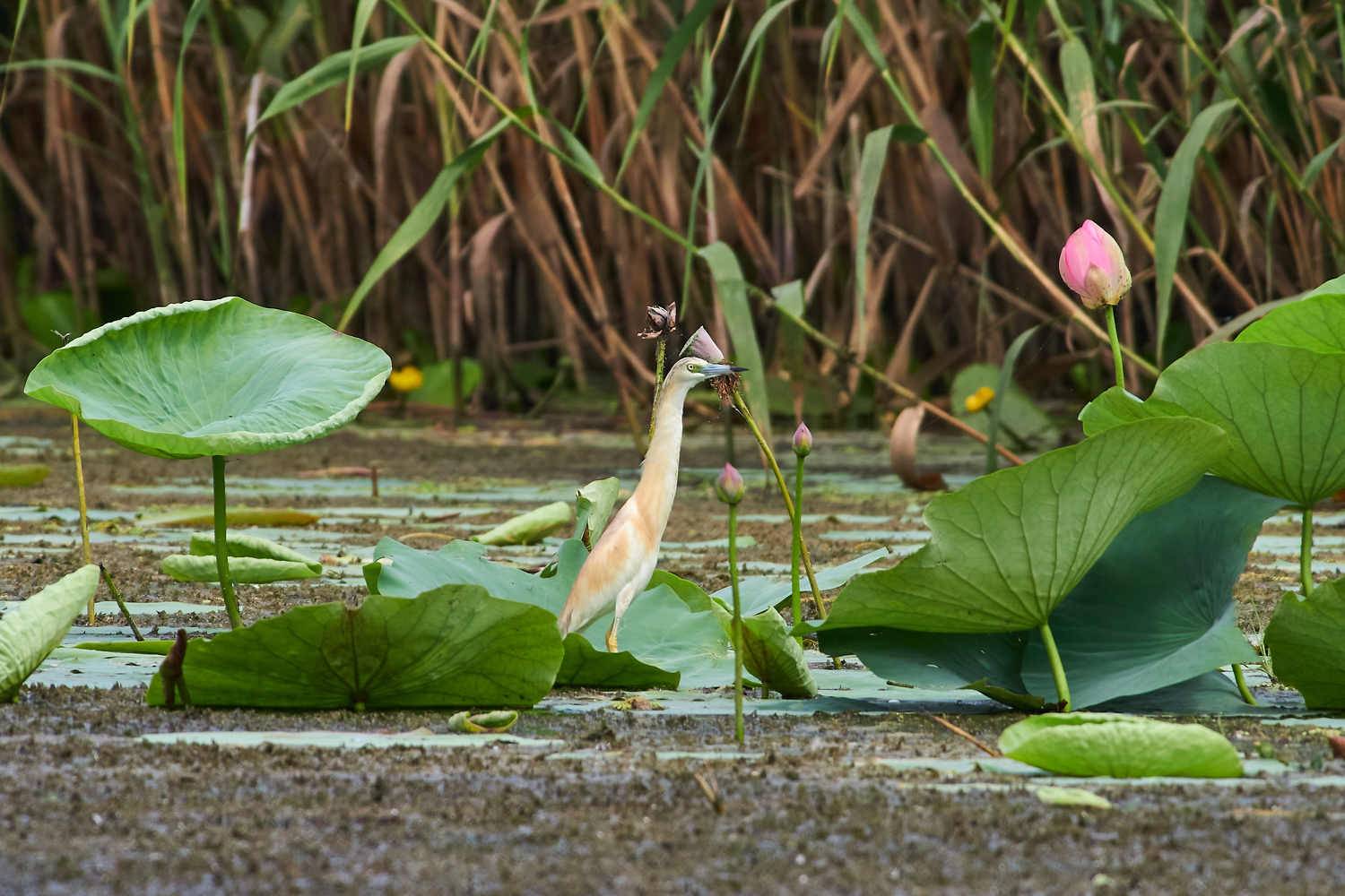 bird, wildlife, volgograd, russia, , Павел Сторчилов