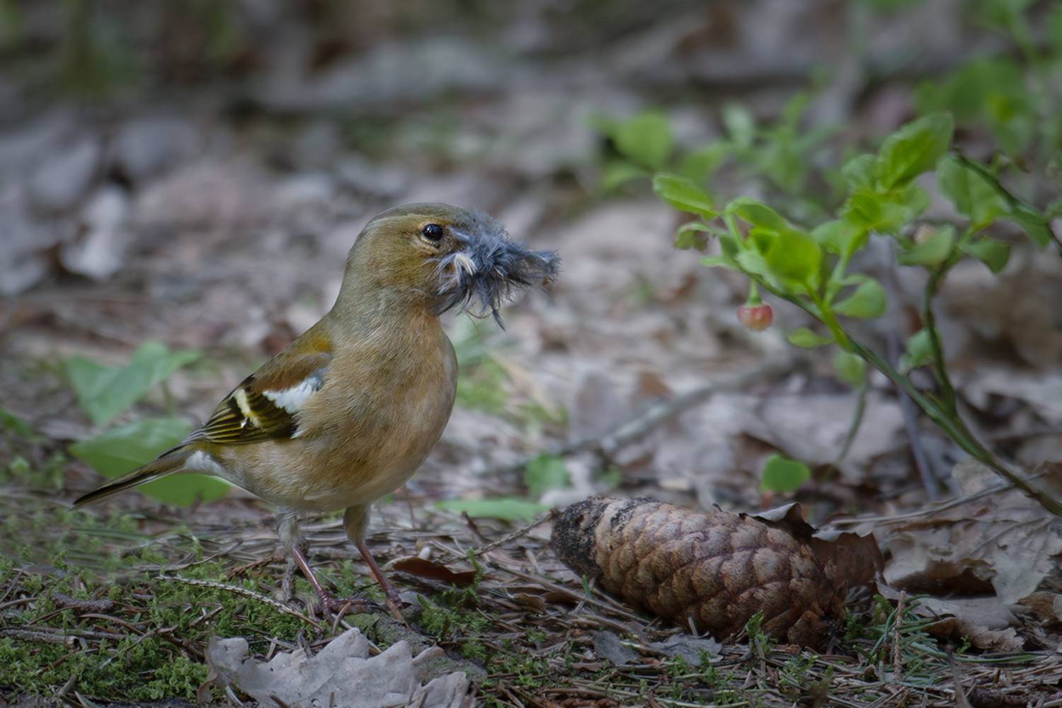 птица, зяблик, самка, bird, finch, female,, Хилько Марина