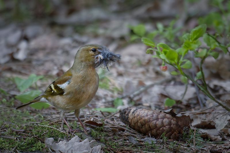 птица, зяблик, самка, bird, finch, female, Пернатый зодчий фото превью