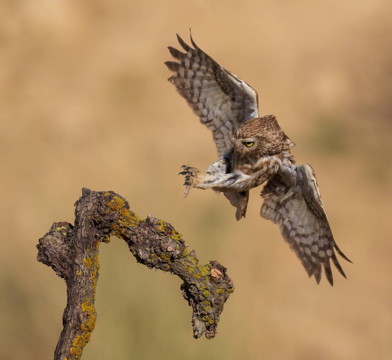 , Фруман Евгений