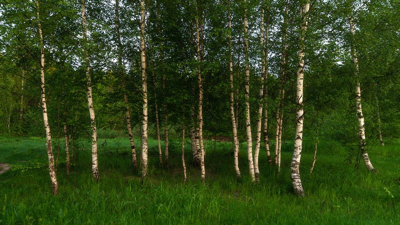 березки фото превью