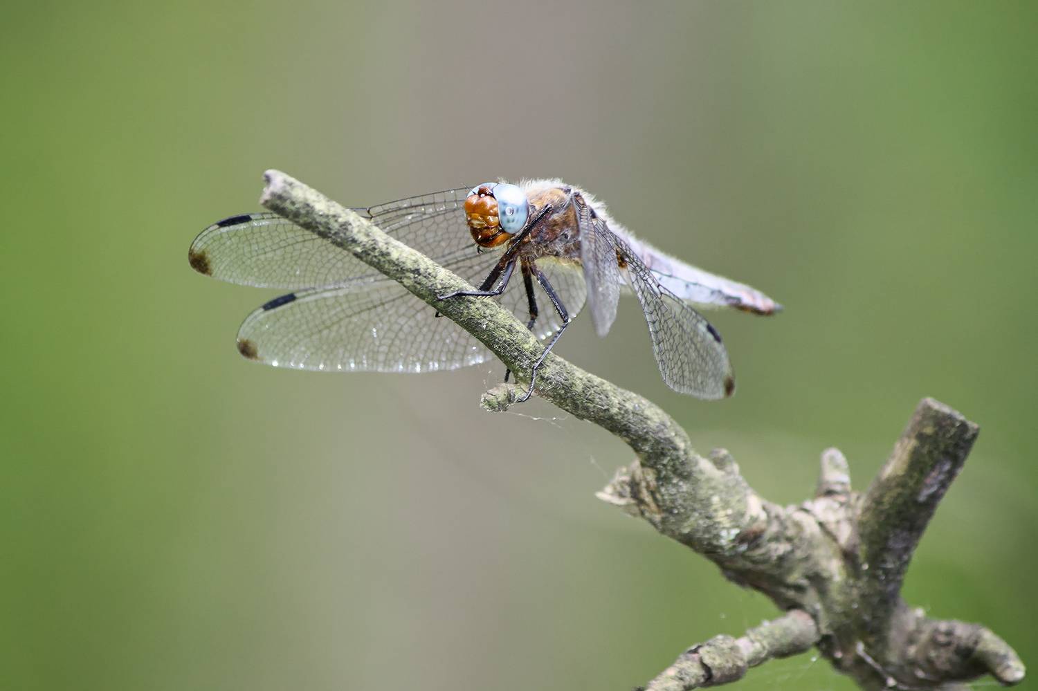 стрекоза коричневая, прямобрюх коричневый, orthetrum brunneum, КарОл