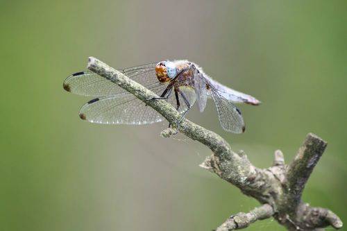 Стрекоза коричневая