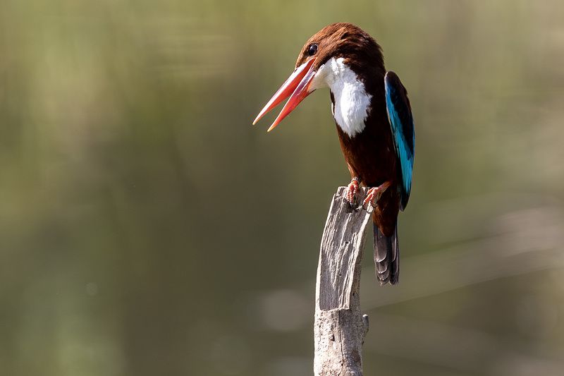 зимородок фото превью