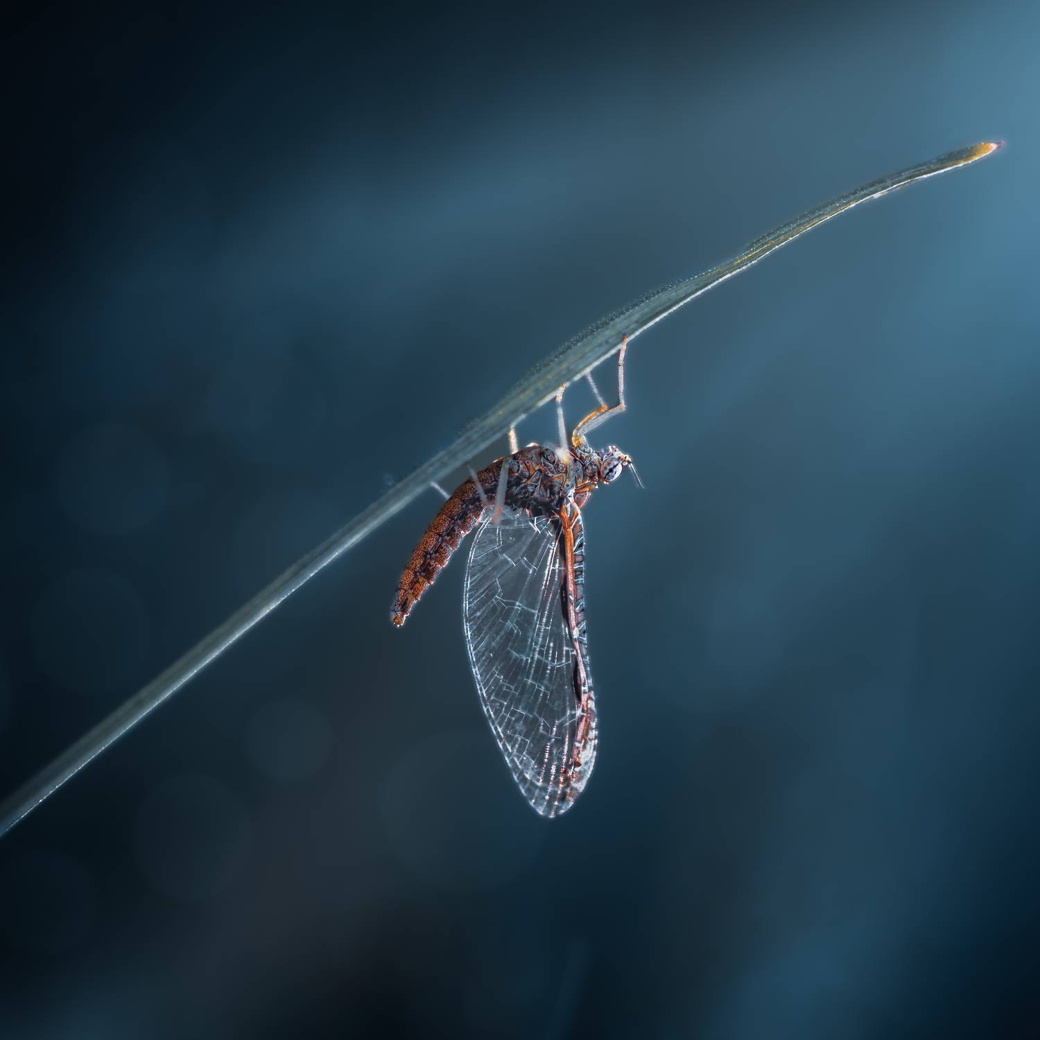 mayfly, fly, sunset, dusk, dawn, sunrise, insect, bug, macro,, Atul Saluja