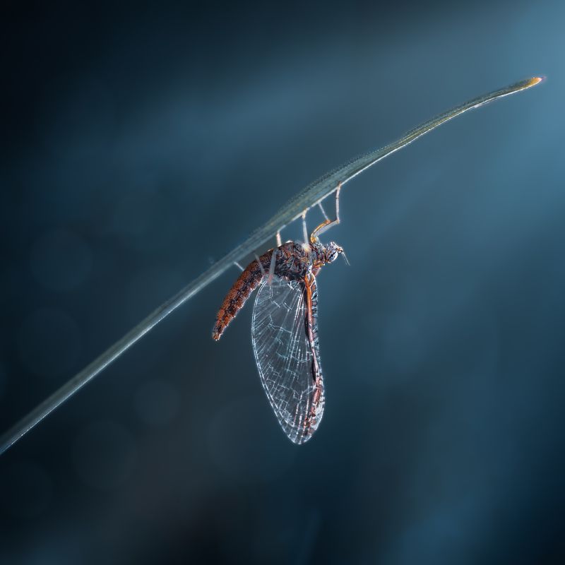 Basking фото превью