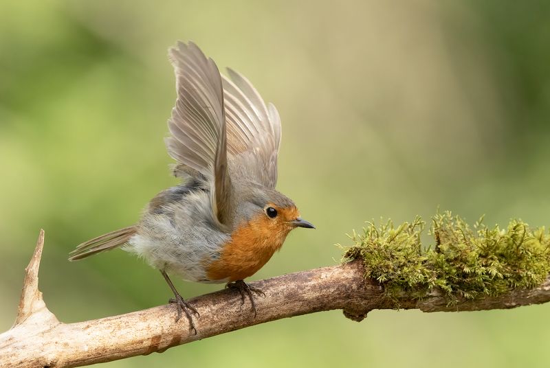robin, birds, nature, wildlife, canon Robin фото превью